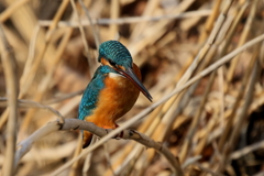 今日のカワ男君