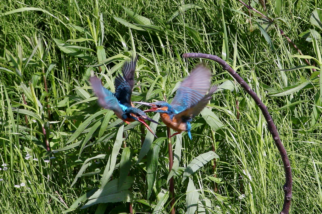 けんかはいけません