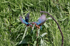 けんかはいけません