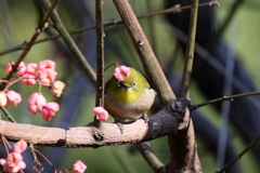 かわいい