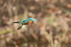 今日のカワ男君