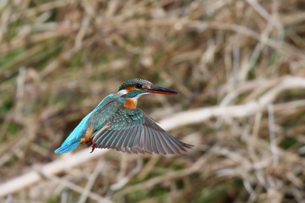カワセミさん　Ｓ面ホバ２