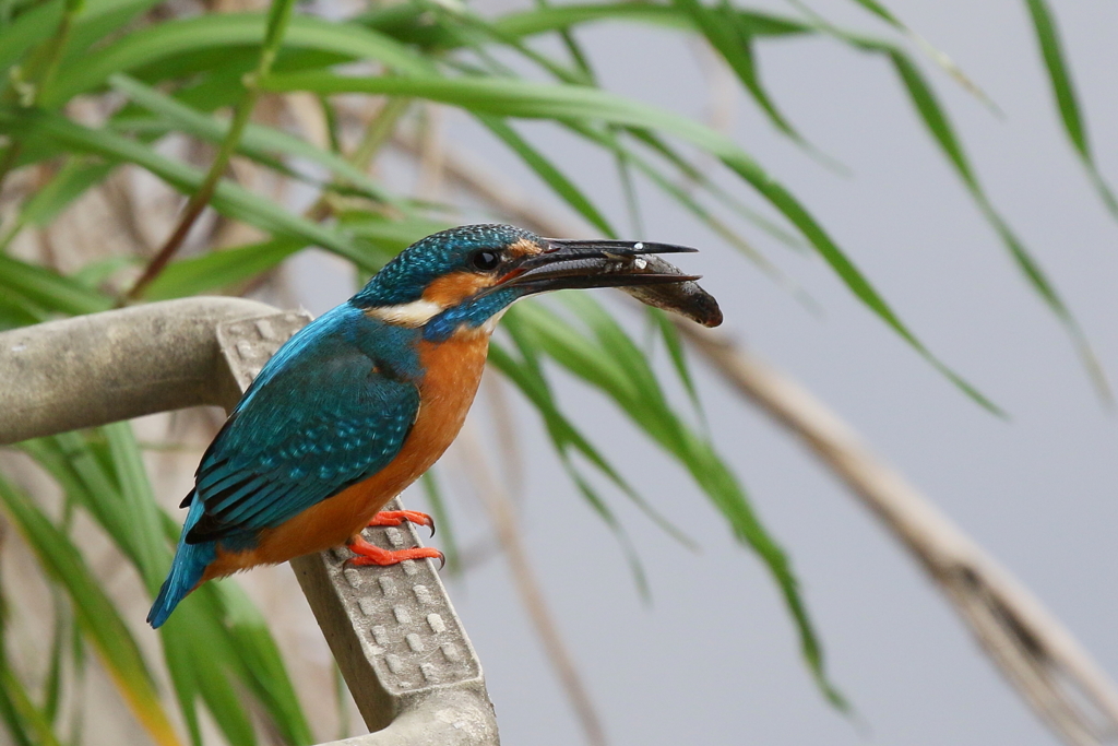 かあちゃんすぐもってゆくよ～