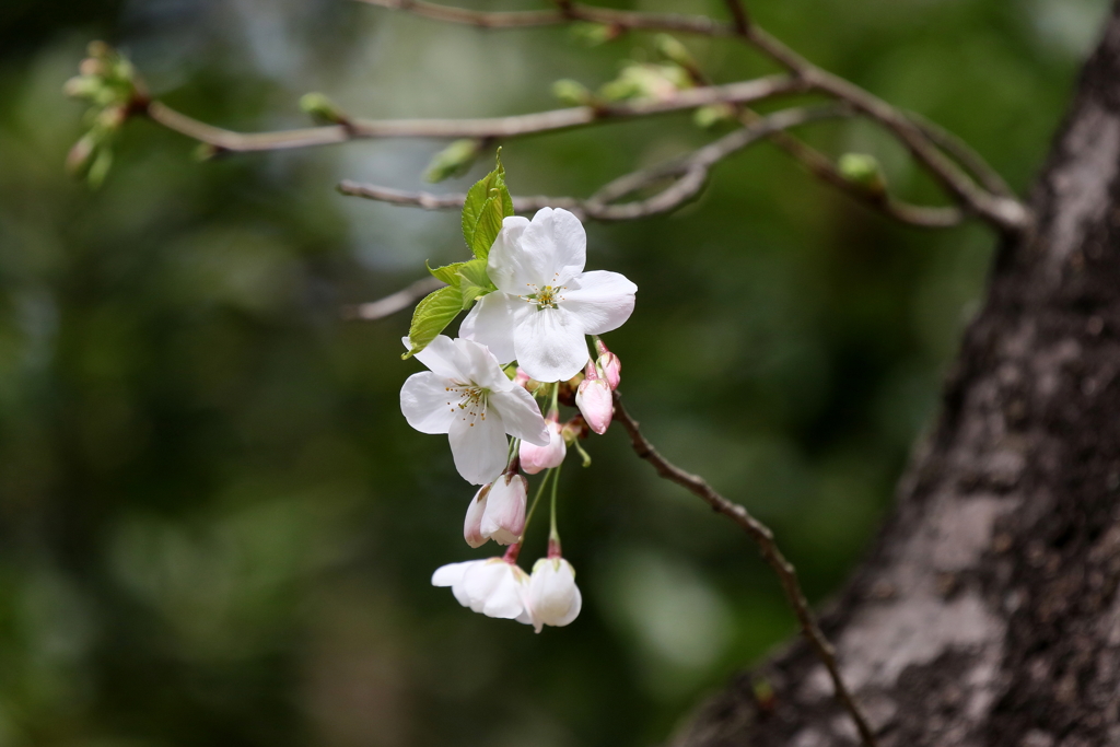 開花