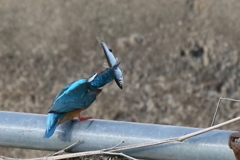 今日のカワ男君