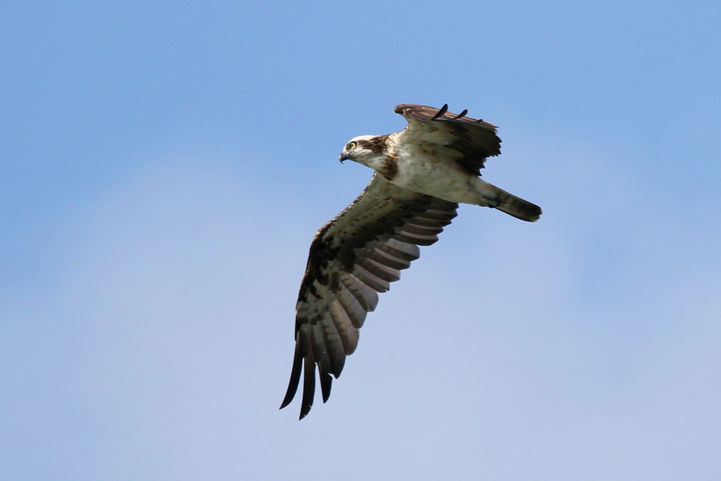 青空ミサゴさん２
