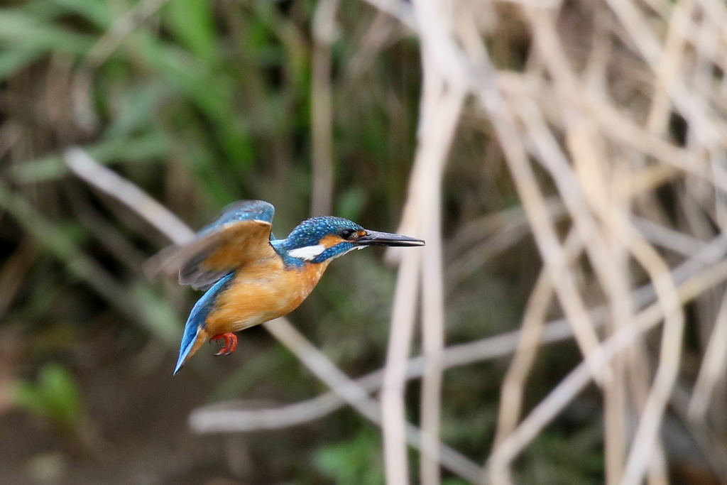 今日のカワ男君