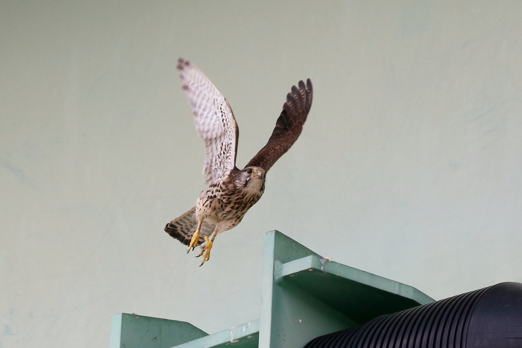 チョウゲンママ２