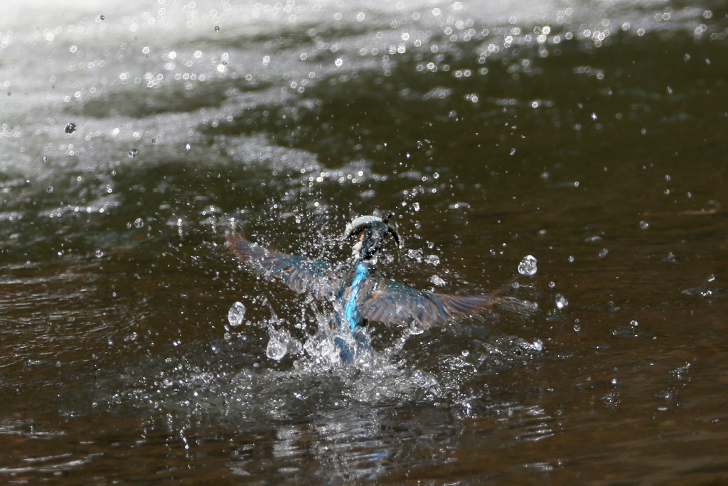 大物獲れました