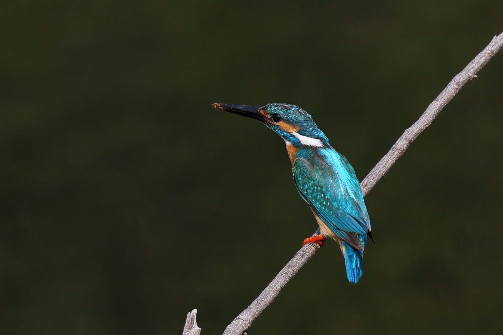 カワセミパパさん１