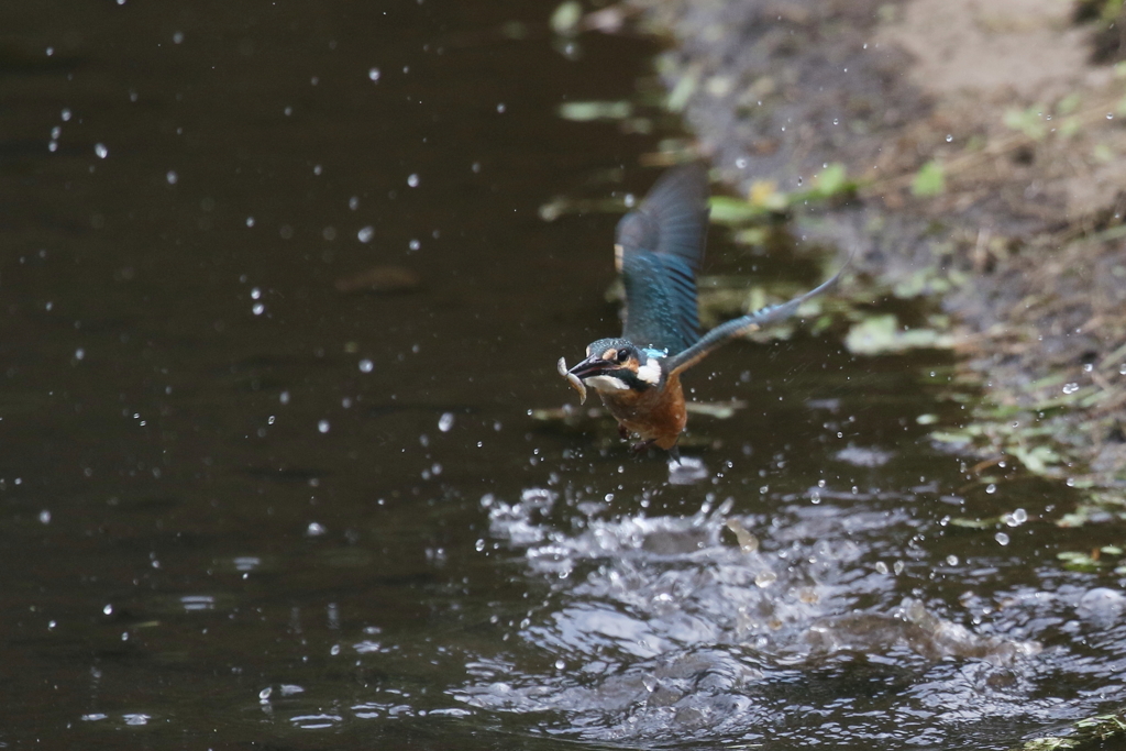 お魚捕れました