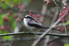 エナガちゃん２