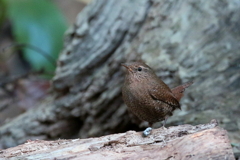 ミソサザイさん４