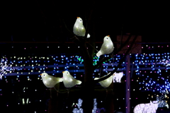 夜の鳥