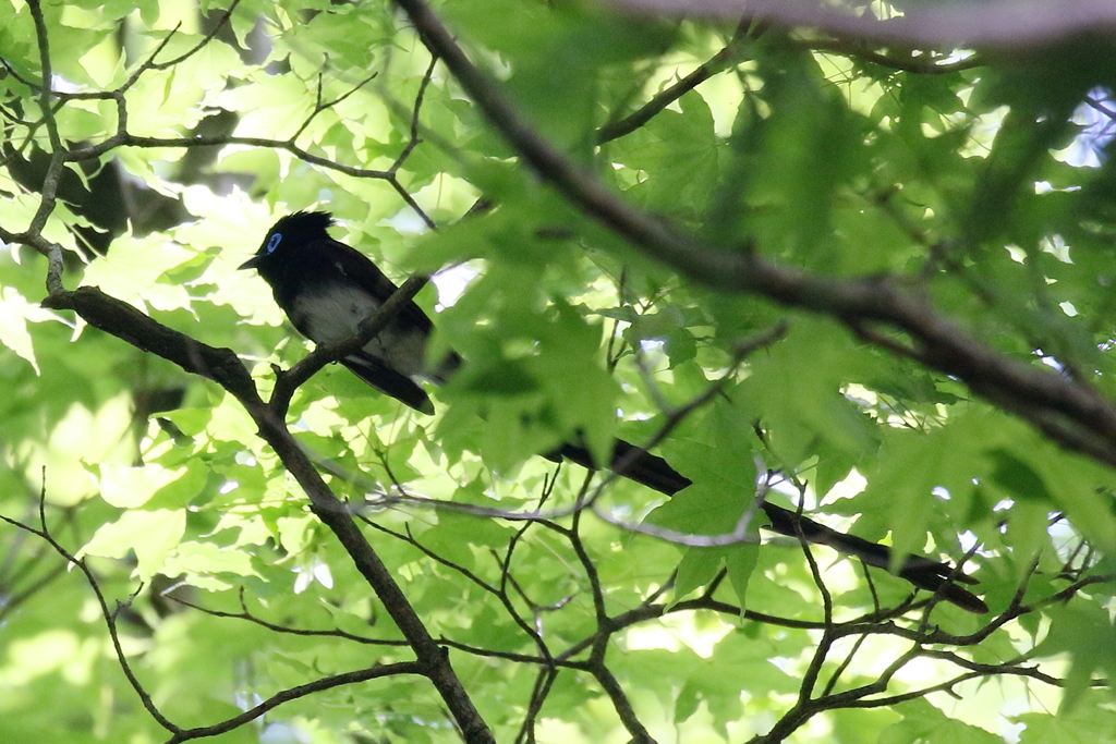 サンコウチョウさん２