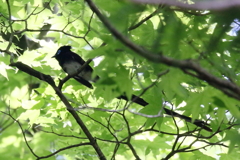 サンコウチョウさん２