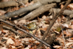 ルリビタキさん