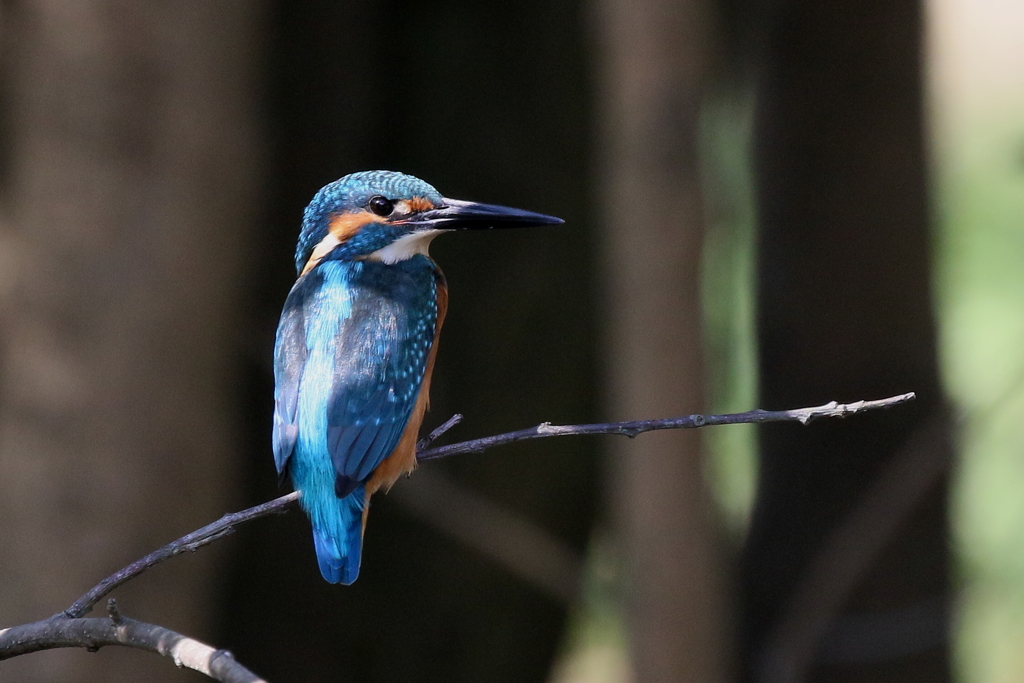 何かご用ですか？