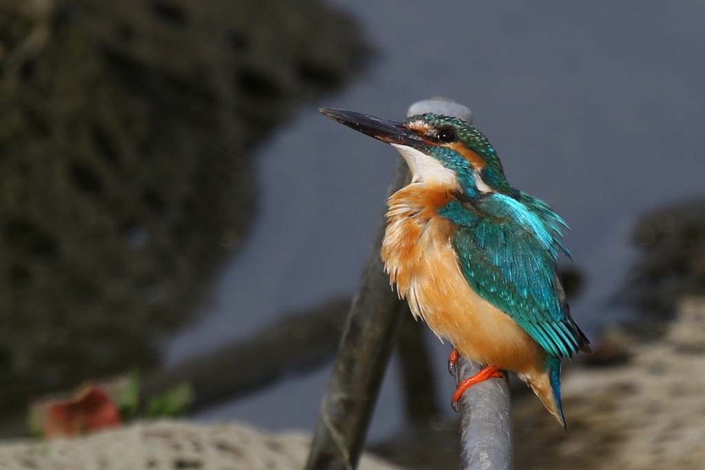 む・何かの気配？