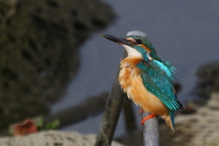 む・何かの気配？