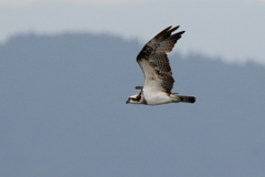 今日のミサゴさん