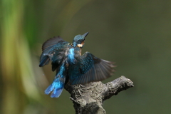 今日の若セミい２