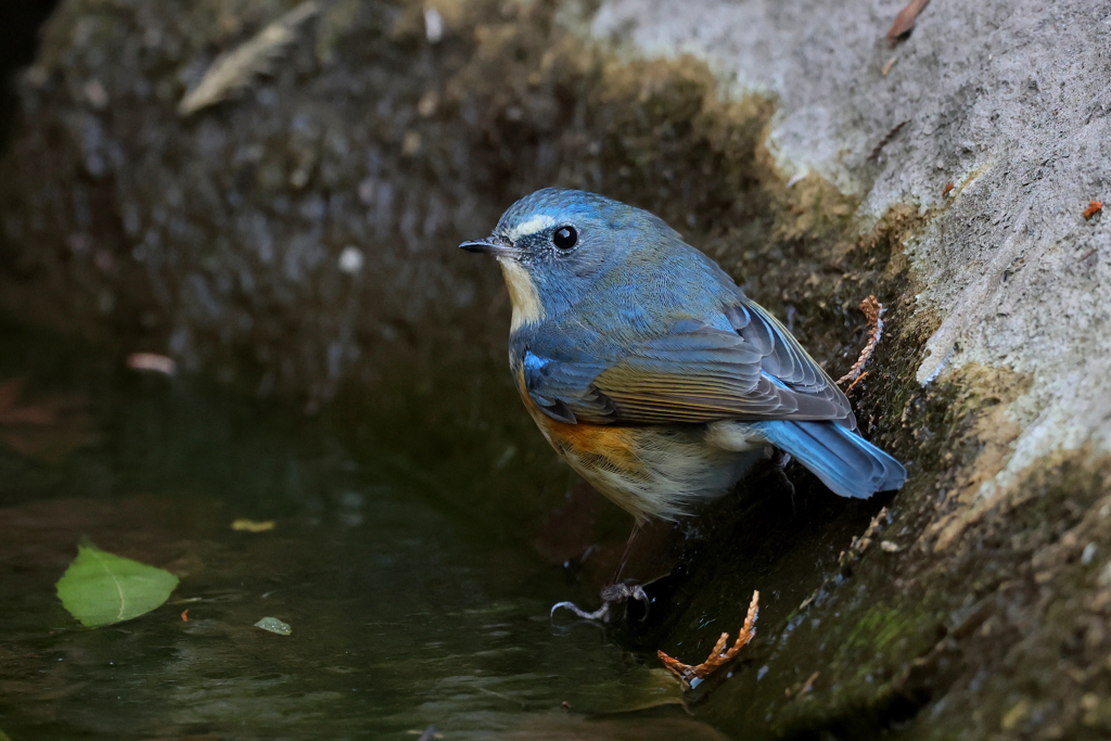 今日のルリ君２