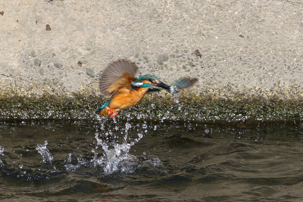 カワセミ父２