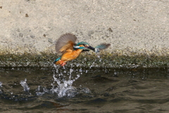カワセミ父２