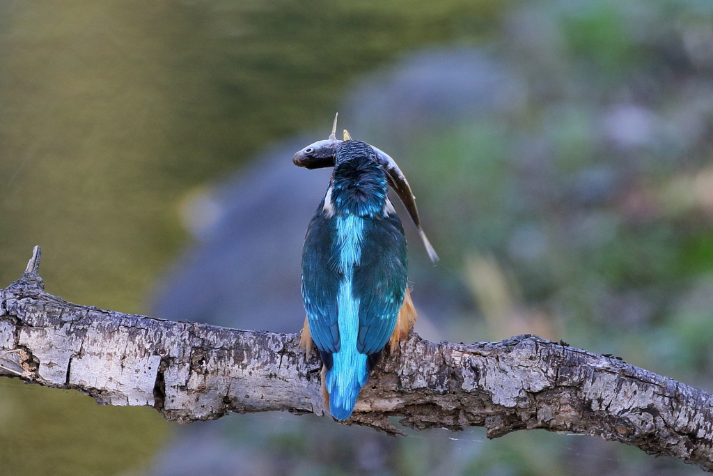 今日のカワ男君