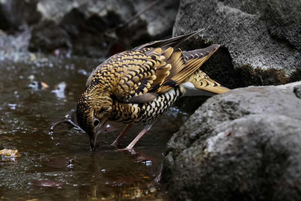 トラちゃんの水飲み