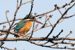 青空カワセミさん２