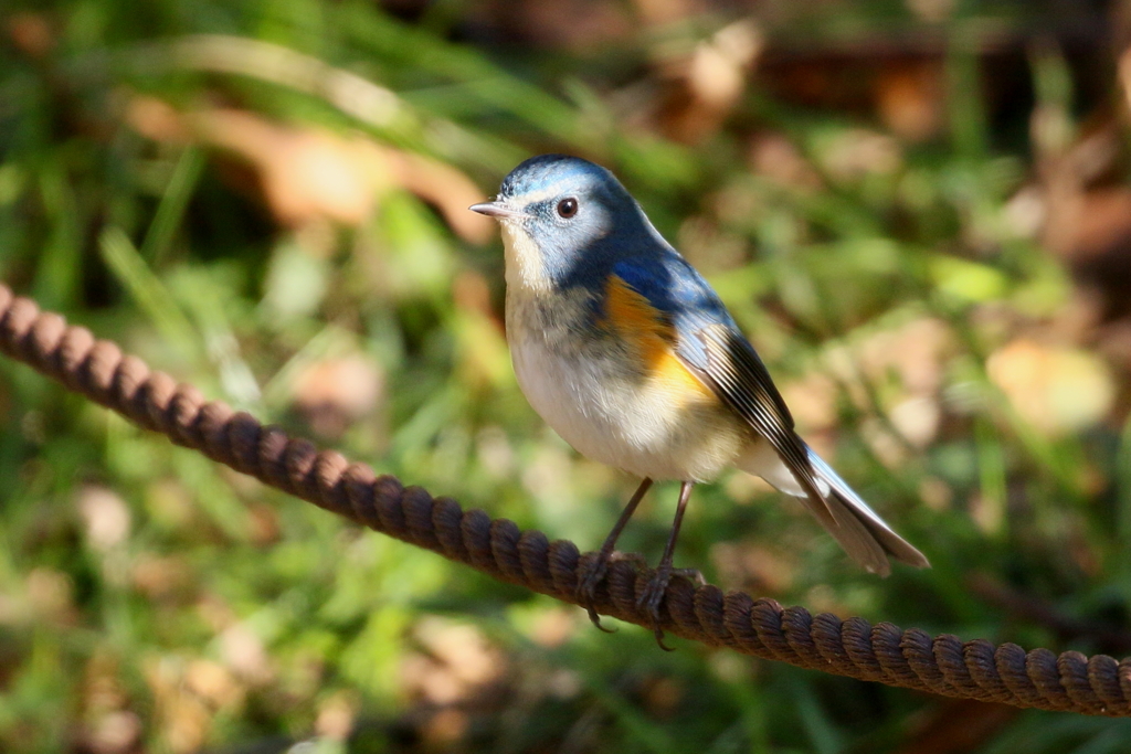 ロープ好きですか？