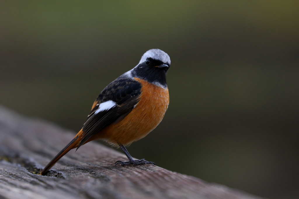 ジョウビタキ君