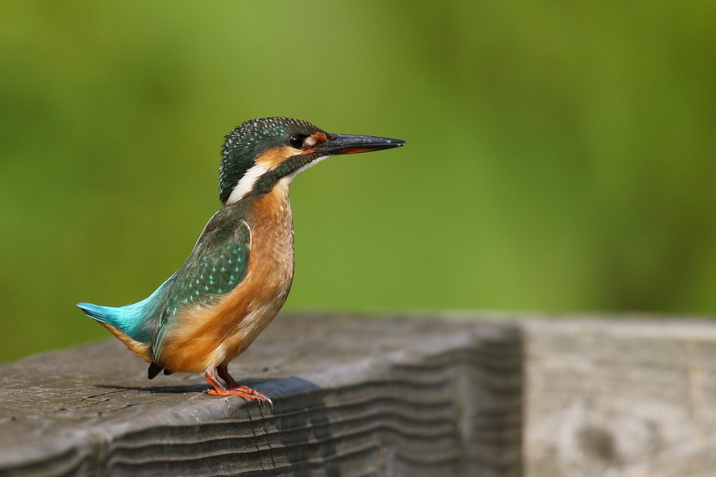 今日のカワ子ちゃん