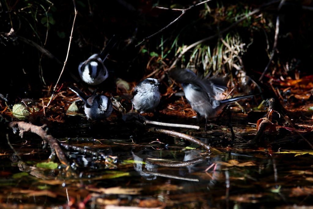 エナガちゃん４