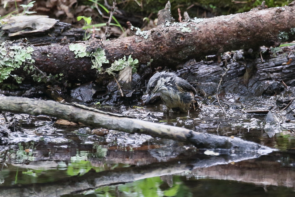 ゴジュウカラさん