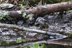 ゴジュウカラさん