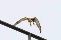 チョウゲンママ９