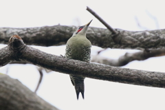 アオゲラさん