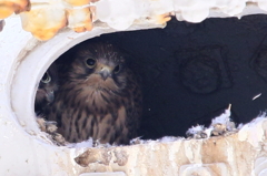 チョウゲンチビ