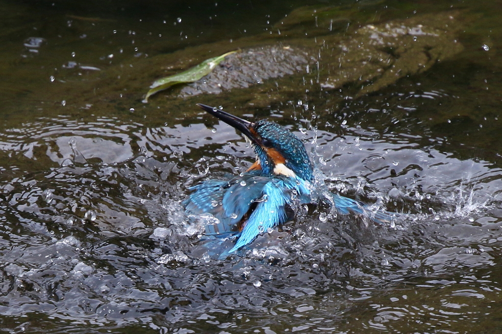 水浴びとおちゃん３