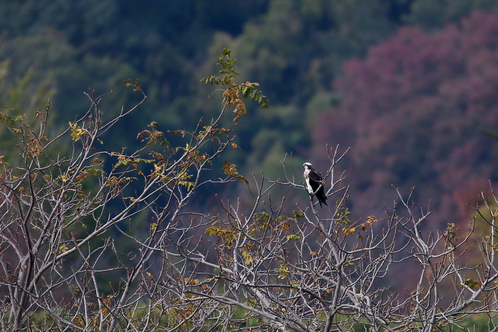 ミサゴさんのお気に入り