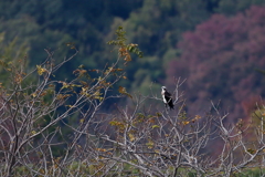 ミサゴさんのお気に入り