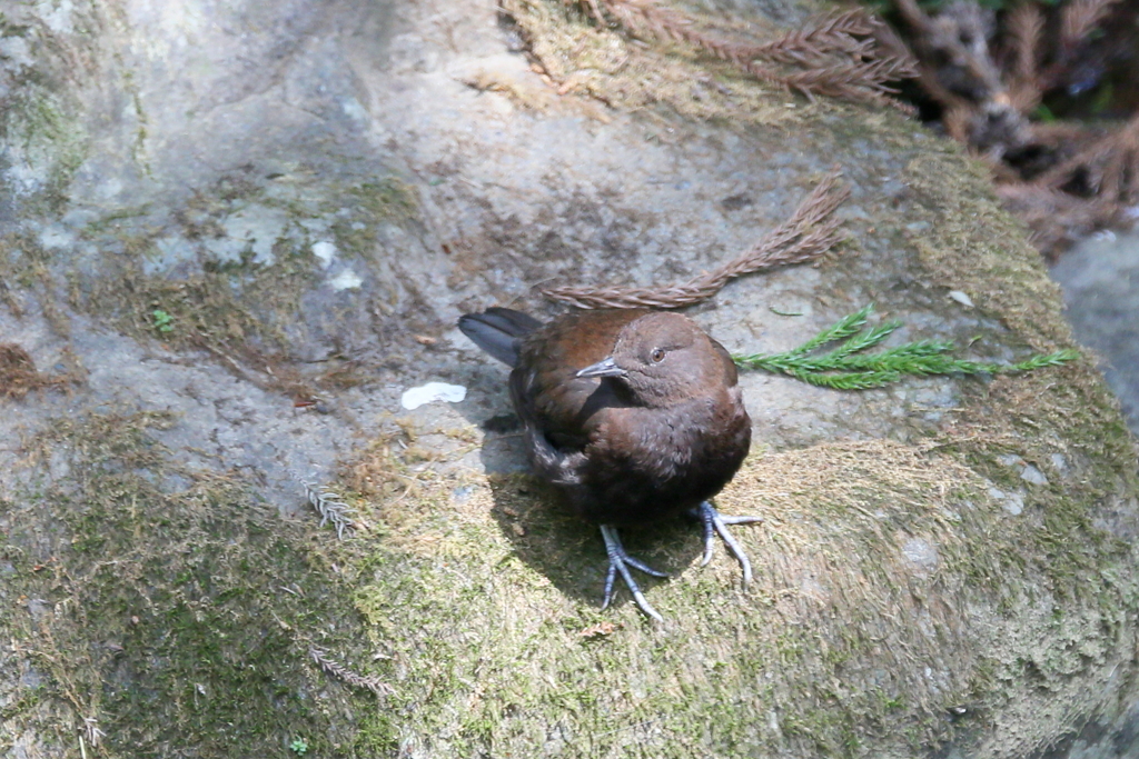 カワガラスさん１