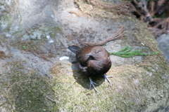 カワガラスさん１