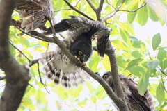 チビズクちゃん９