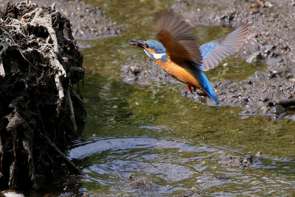 今日のパパセミ２