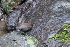カワガラスさん１
