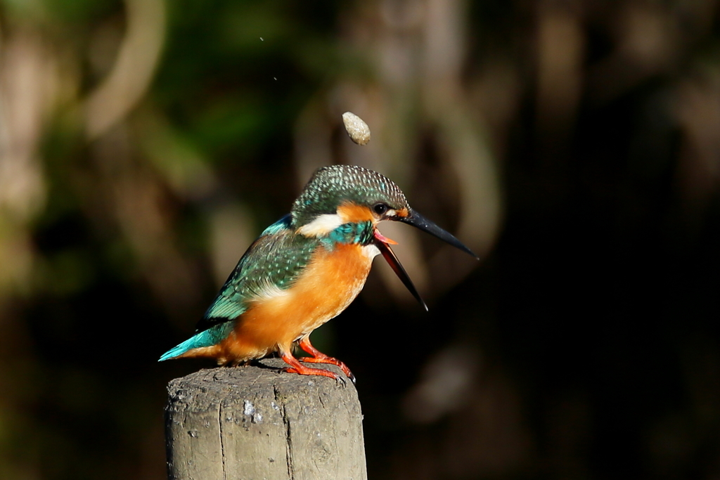 ペリット飛ばし